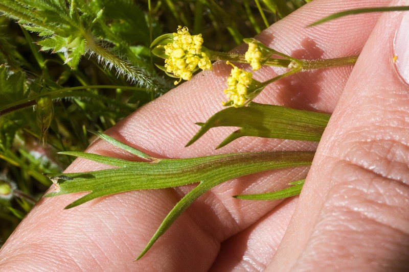 Alkali Desertparsley photo 4