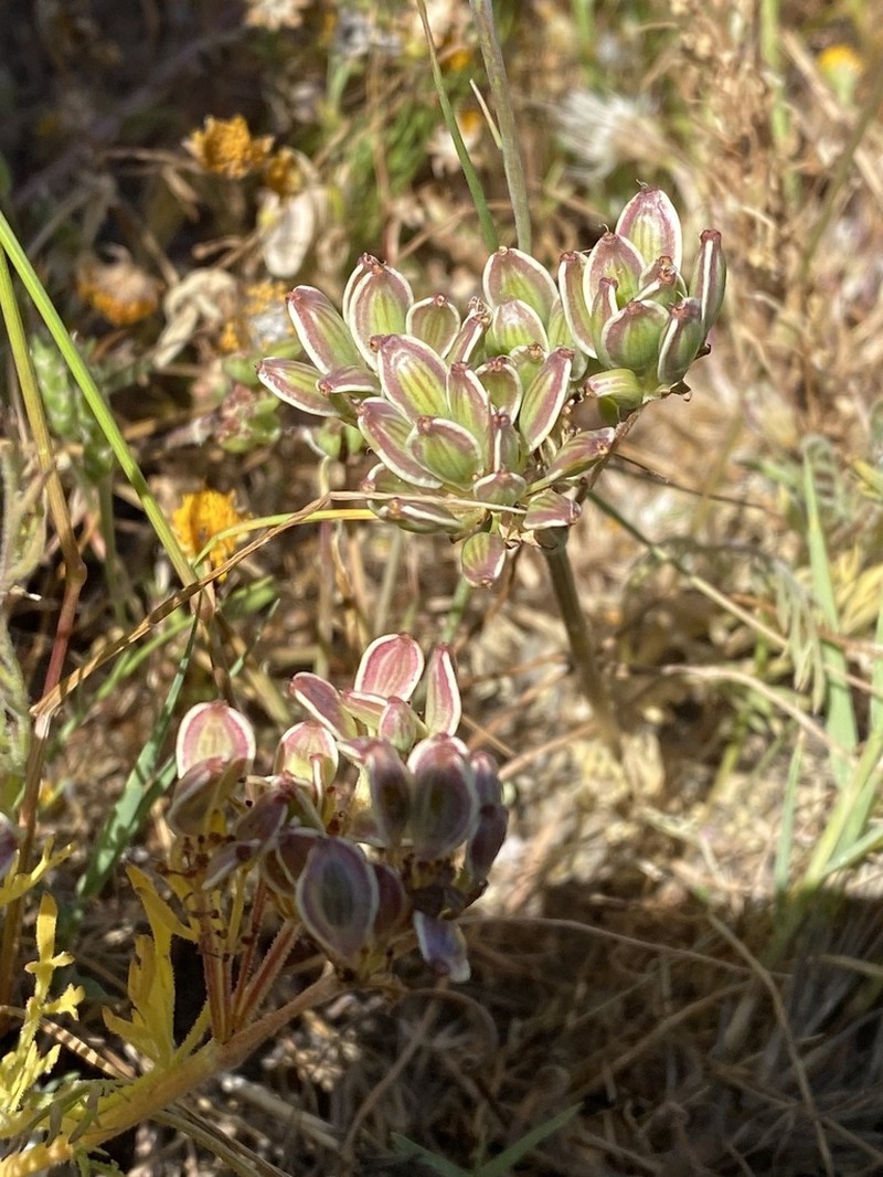 Alkali Desertparsley photo 5