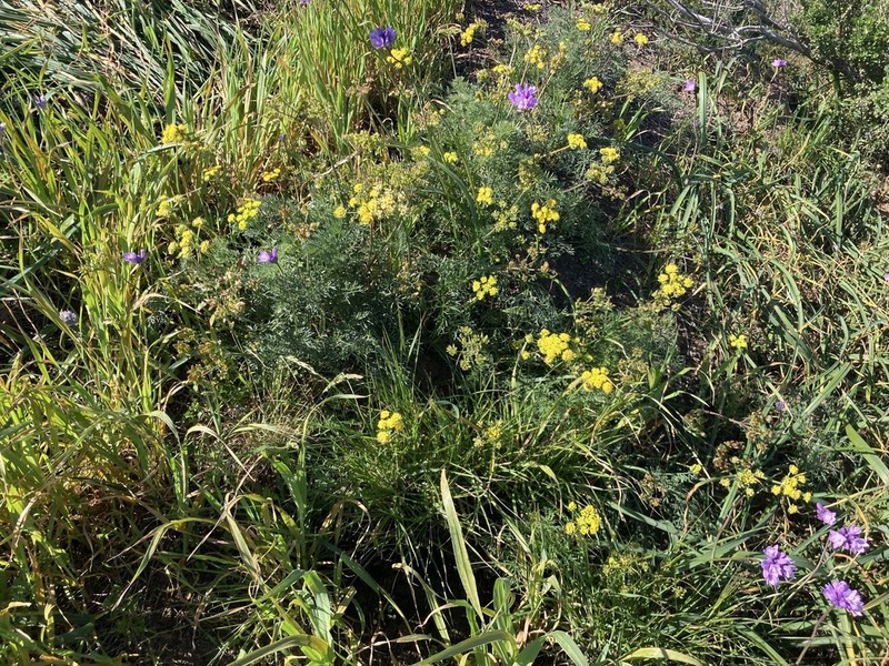 Alkali Desertparsley photo 6