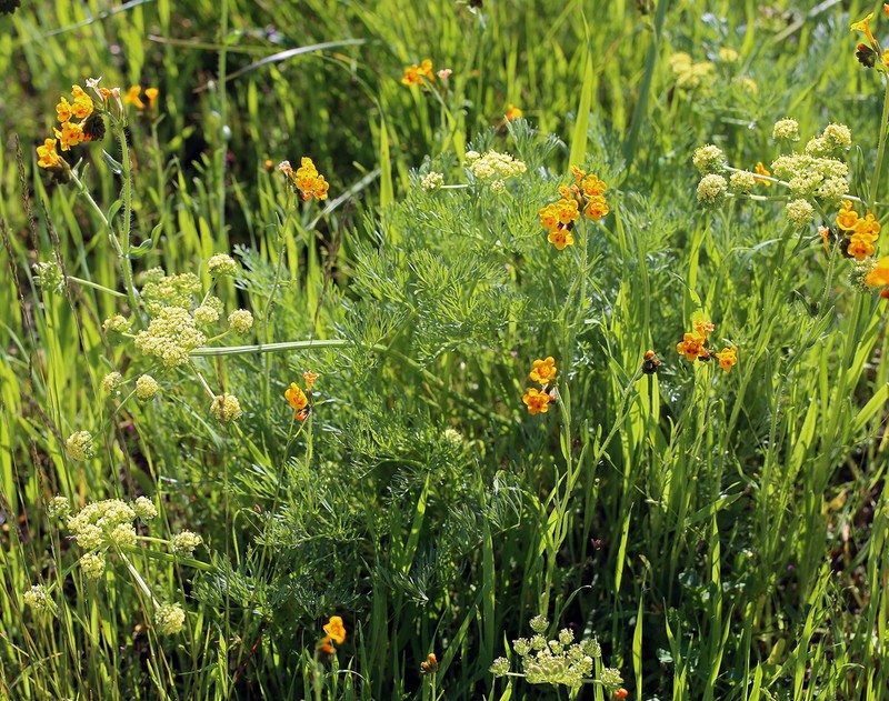 Alkali Desertparsley photo 7