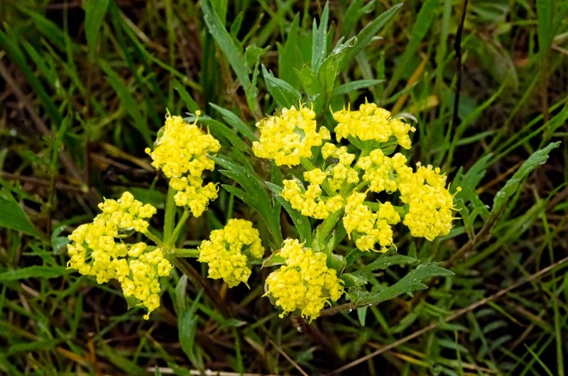 Alkali Desertparsley photo 8