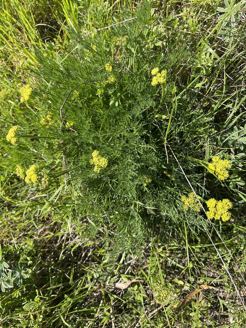 Lomatium caruifolium var. caruifolium
