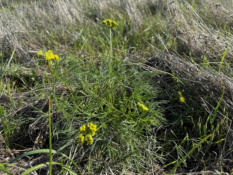 Lomatium caruifolium var. caruifolium photo 2