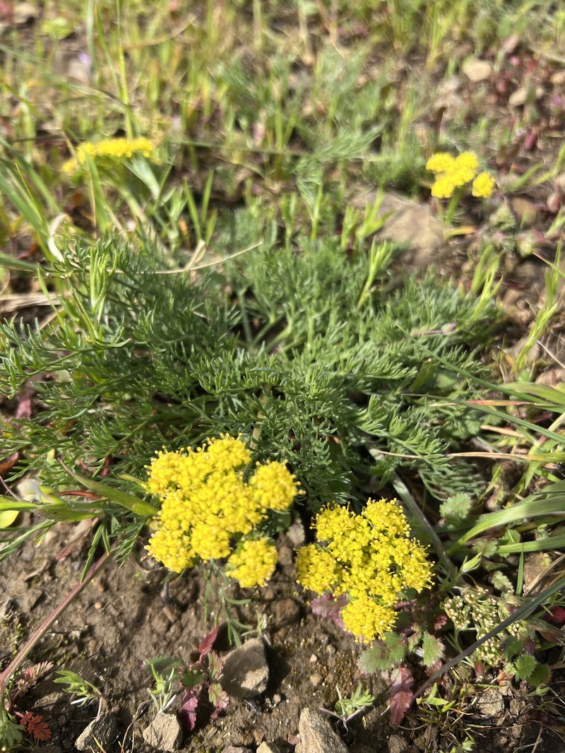 Lomatium caruifolium var. caruifolium photo 3
