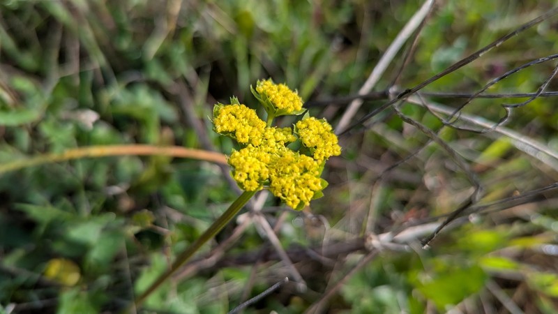 Lomatium caruifolium var. caruifolium photo 4