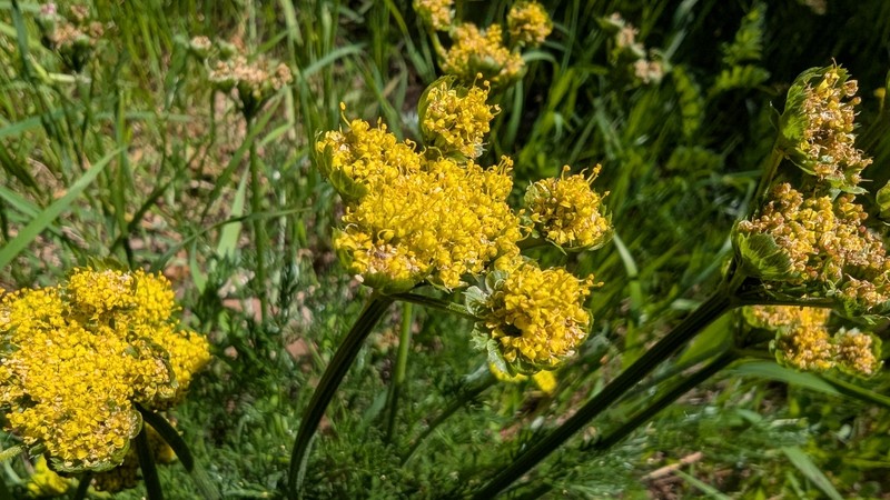 Lomatium caruifolium var. caruifolium photo 5