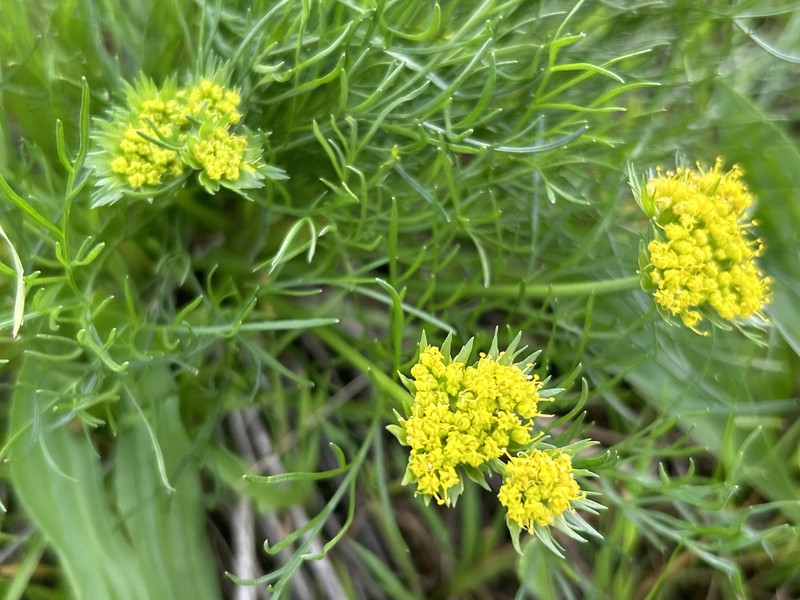 Lomatium caruifolium var. caruifolium photo 6