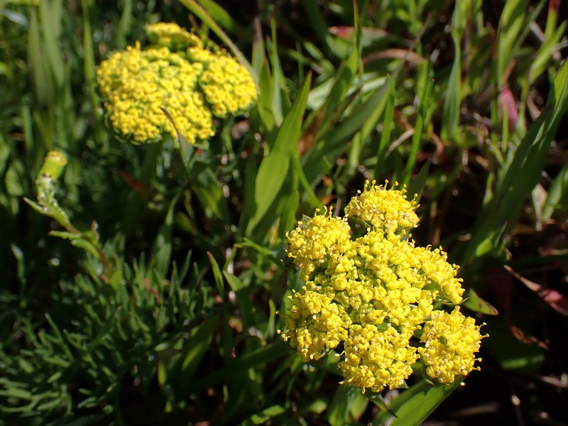 Lomatium caruifolium var. caruifolium photo 7
