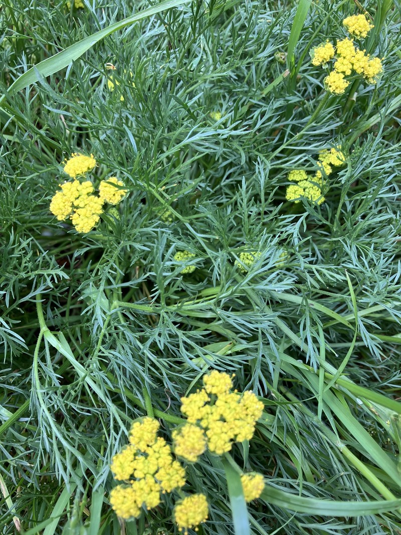 Lomatium caruifolium var. caruifolium photo 8