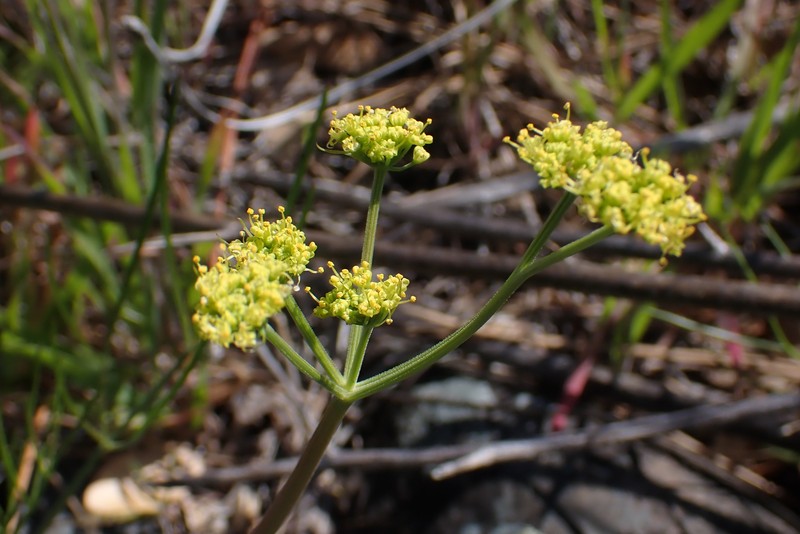Lomatium caruifolium var. denticulatum