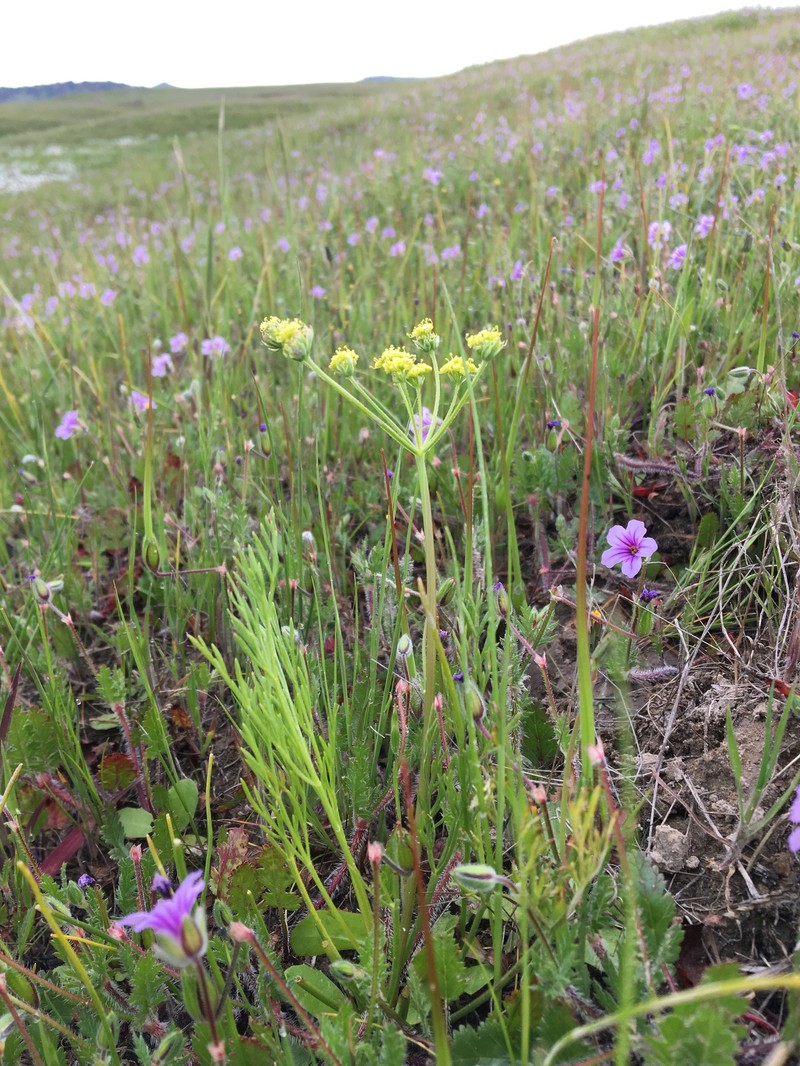 Lomatium caruifolium var. denticulatum photo 2