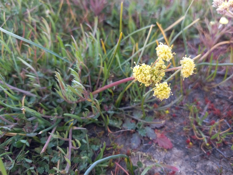 Lomatium caruifolium var. denticulatum photo 3