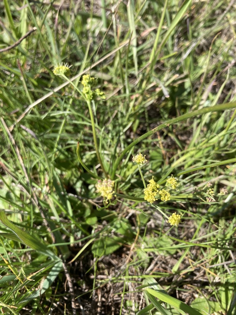 Lomatium caruifolium var. denticulatum photo 4