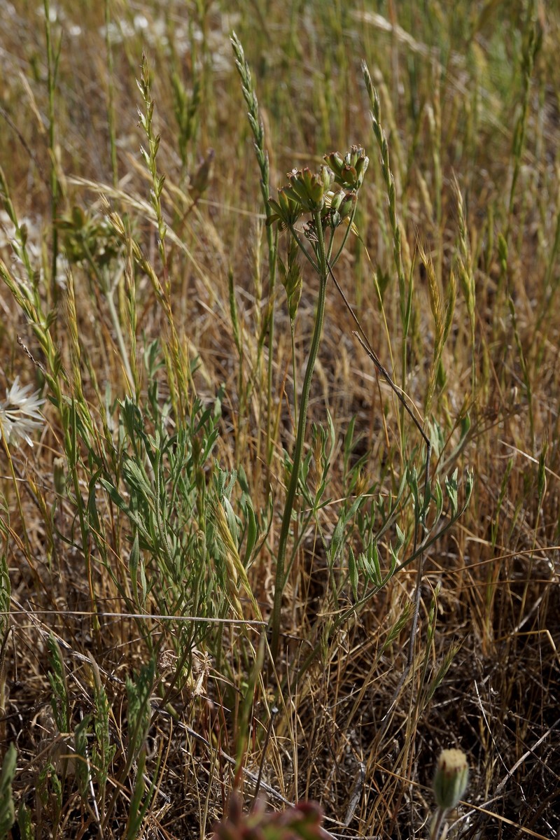 Lomatium caruifolium var. denticulatum photo 5