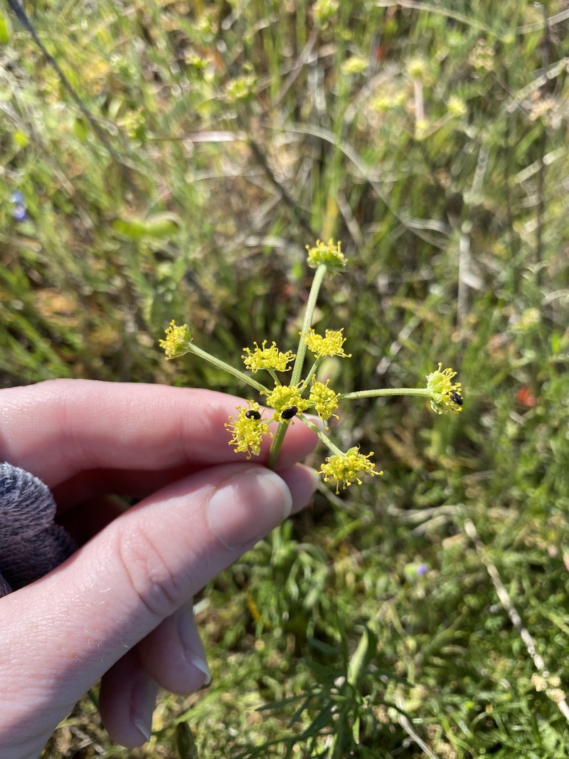 Lomatium caruifolium var. denticulatum photo 6