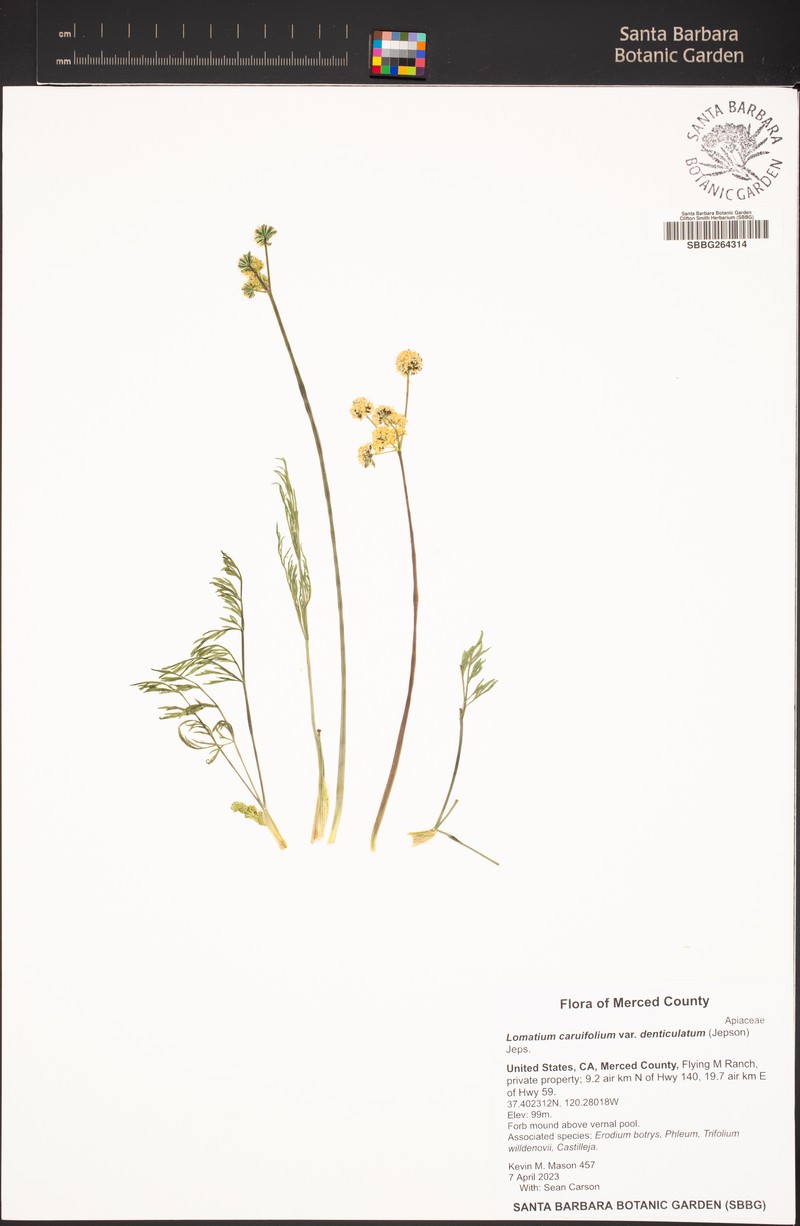 Lomatium caruifolium var. denticulatum photo 7