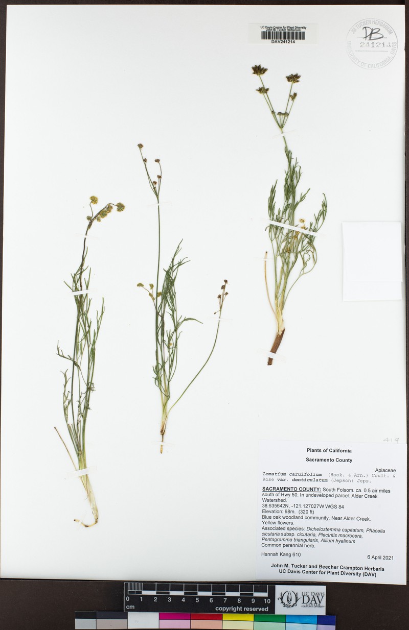 Lomatium caruifolium var. denticulatum photo 8