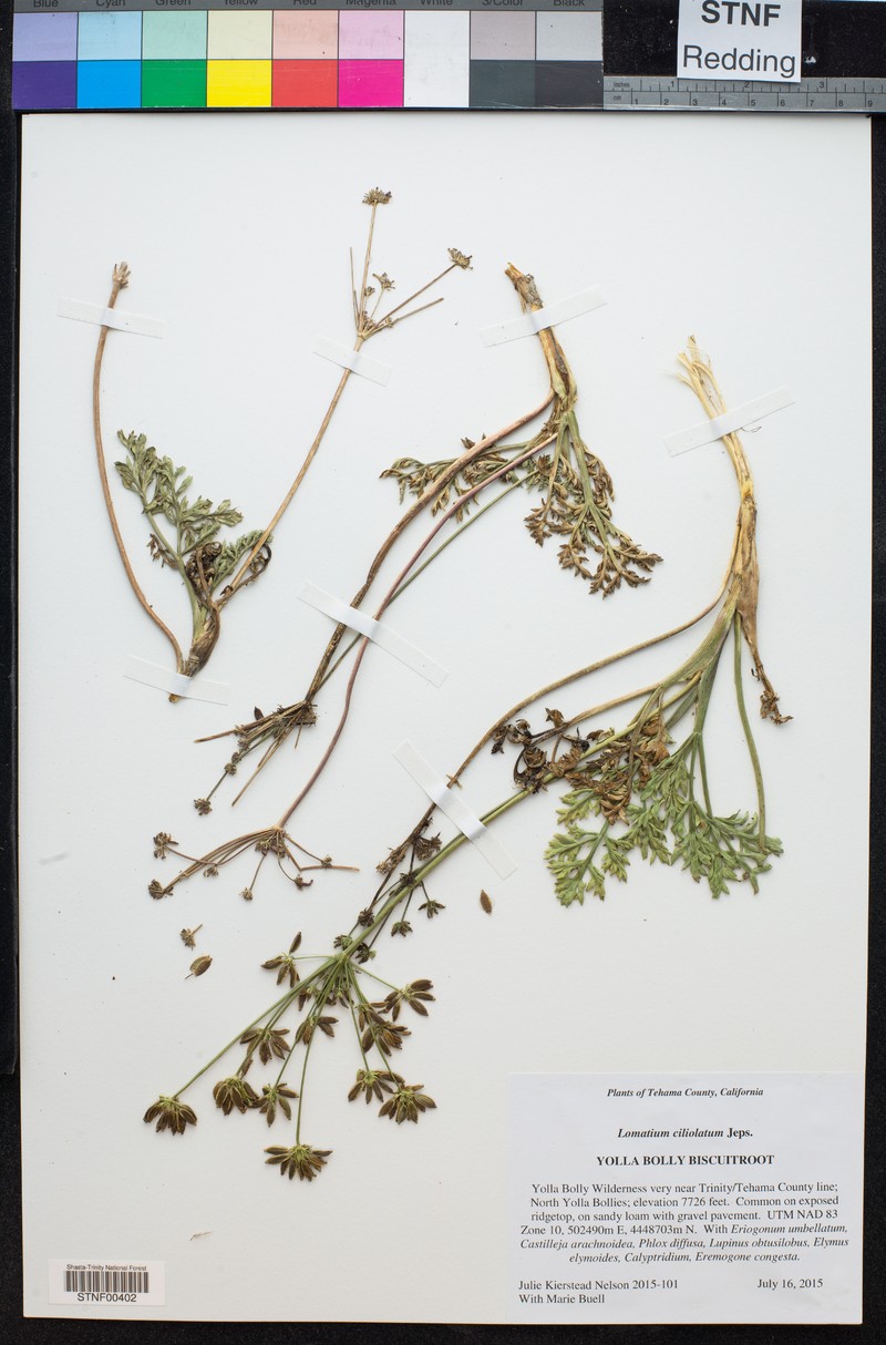 Yolla Bolly Biscuitroot photo 4
