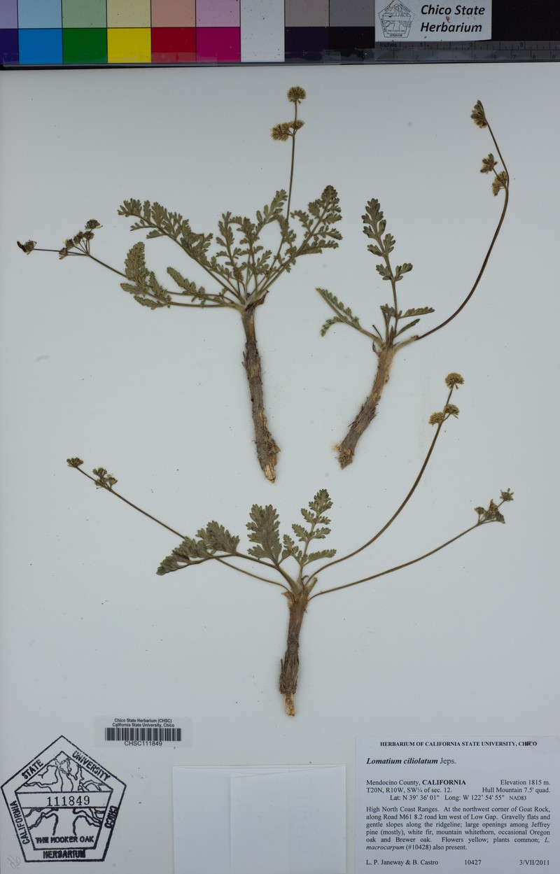 Yolla Bolly Biscuitroot photo 5