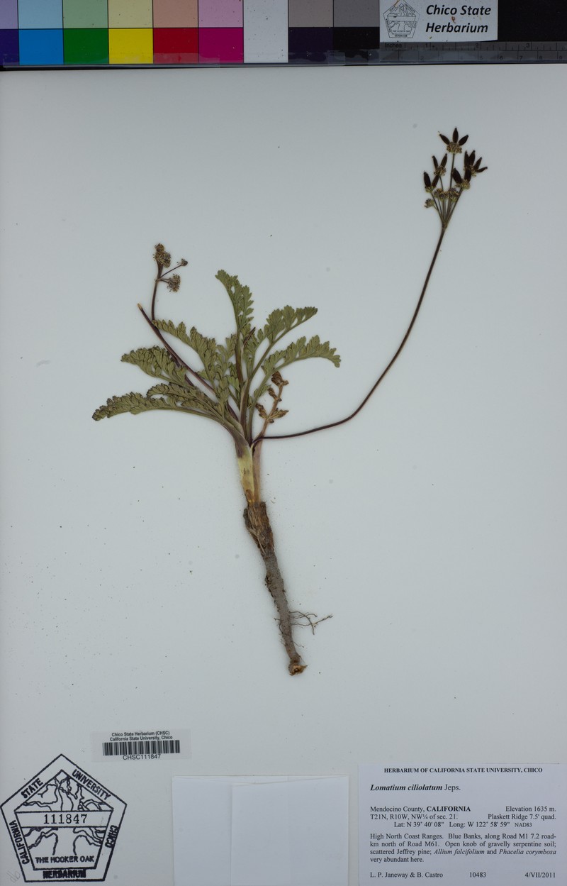 Yolla Bolly Biscuitroot photo 6