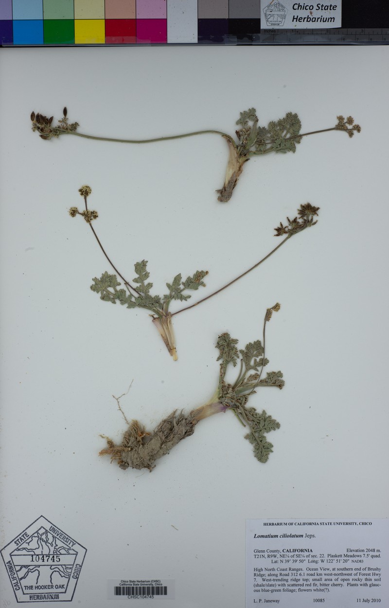 Yolla Bolly Biscuitroot photo 7