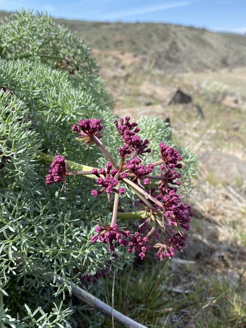 Purple Leptotaenia photo 2