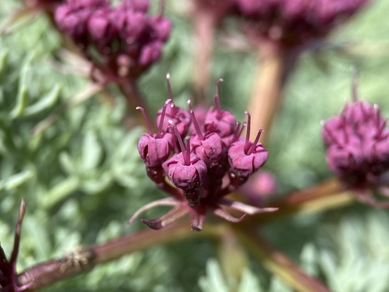 Purple Leptotaenia photo 3