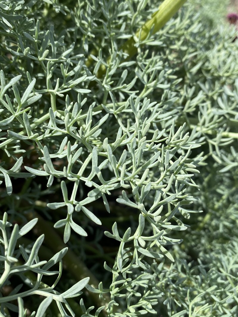 Purple Leptotaenia photo 5