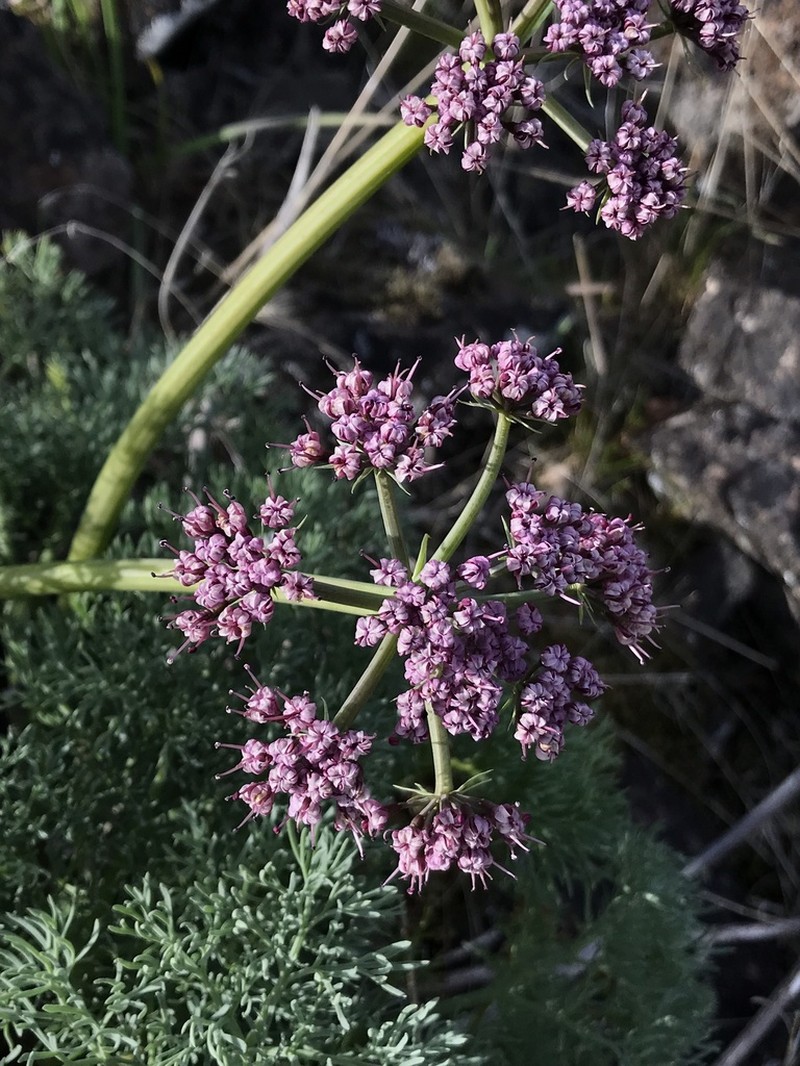 Purple Leptotaenia photo 5
