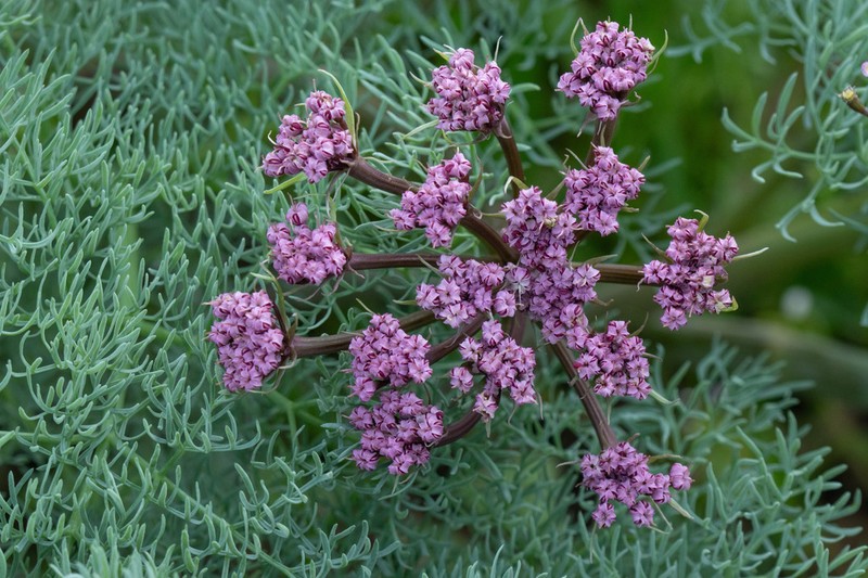 Purple Leptotaenia photo 7
