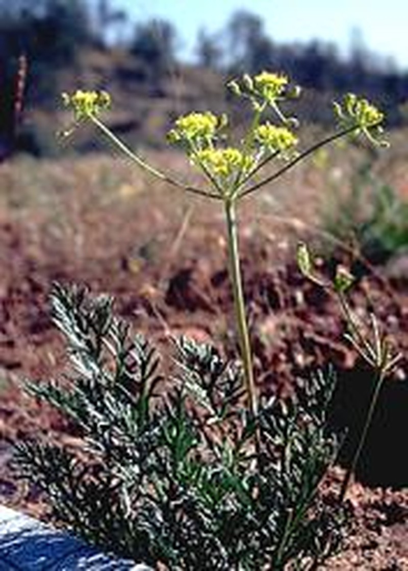 Mariposa Desertparsley
