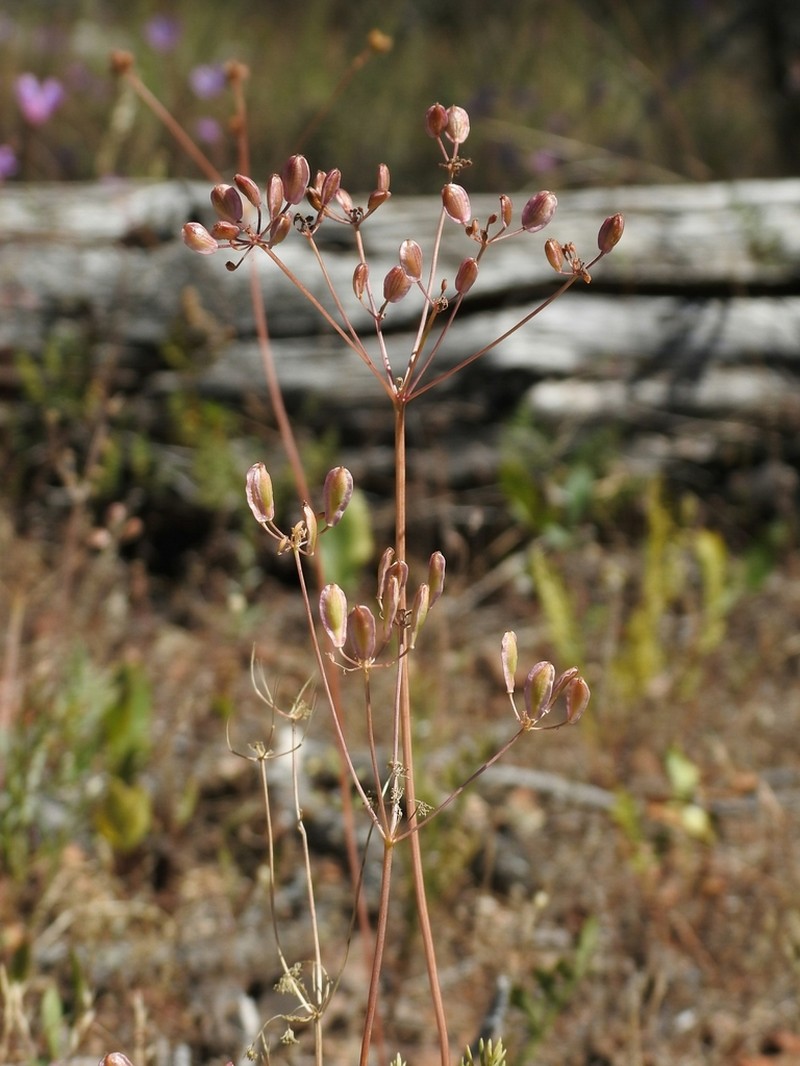 Mariposa Desertparsley photo 2