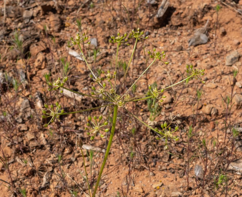 Mariposa Desertparsley photo 3