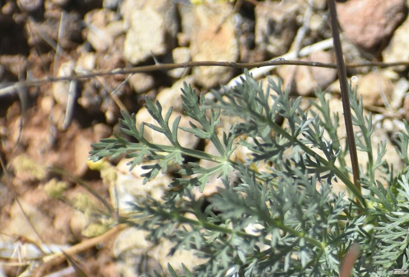 Mariposa Desertparsley photo 4