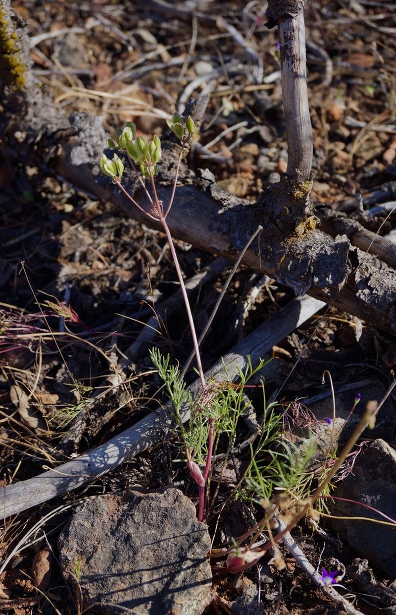 Mariposa Desertparsley photo 5