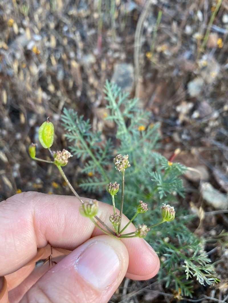 Mariposa Desertparsley photo 6
