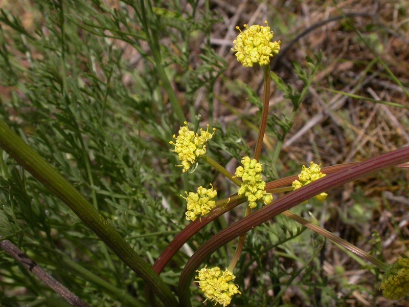 Agate Desertparsley
