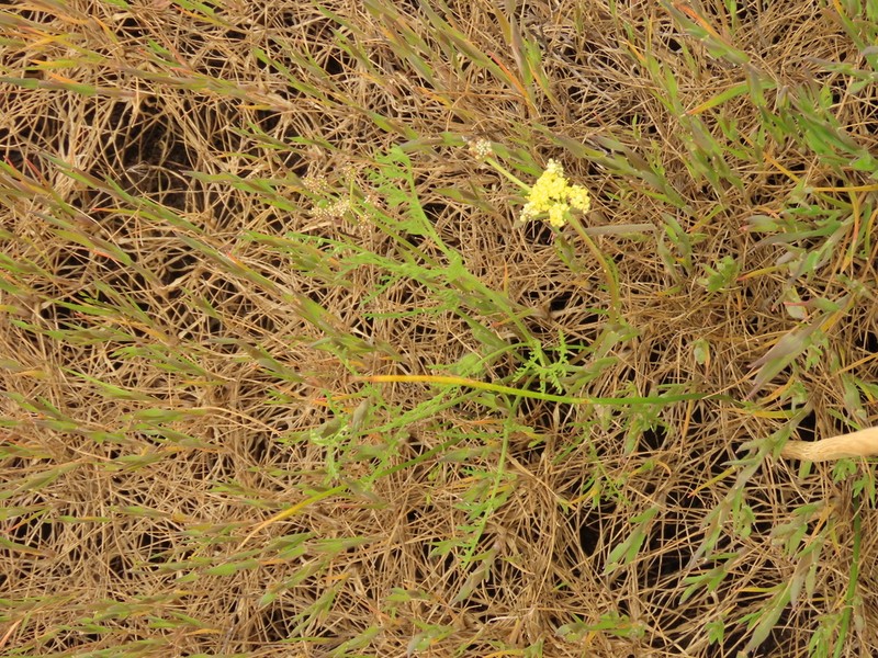 Agate Desertparsley