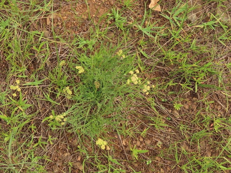 Agate Desertparsley photo 2