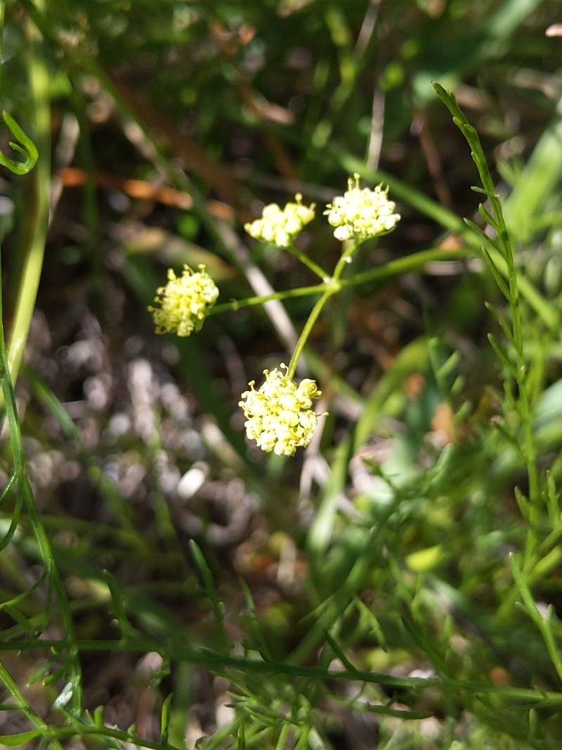 Agate Desertparsley photo 6