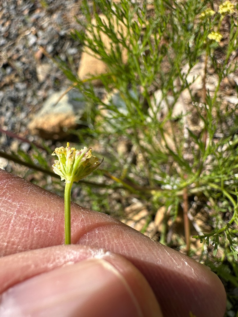 Agate Desertparsley photo 7
