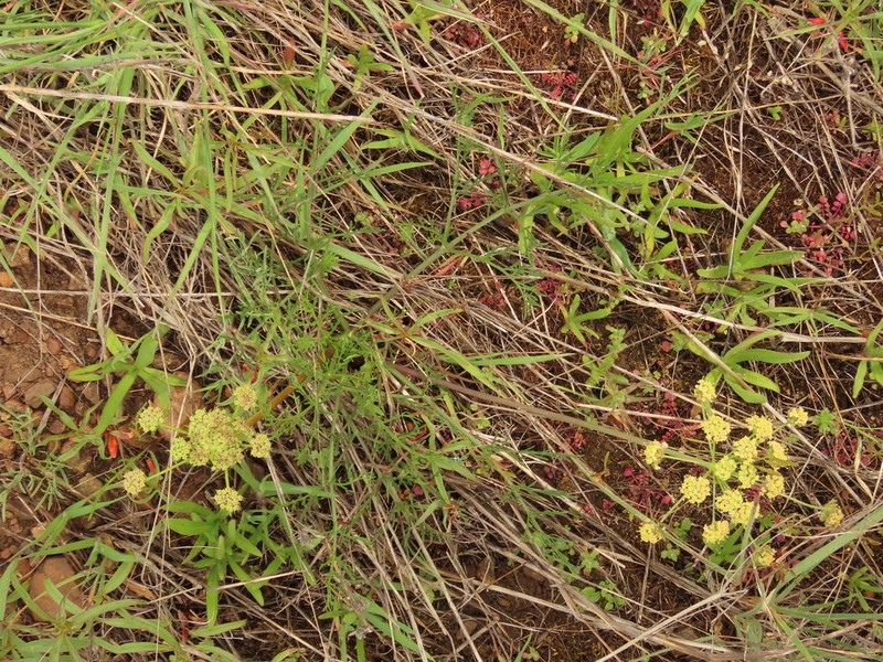 Agate Desertparsley photo 8