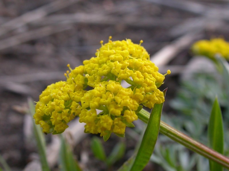 Cous Biscuitroot photo 2