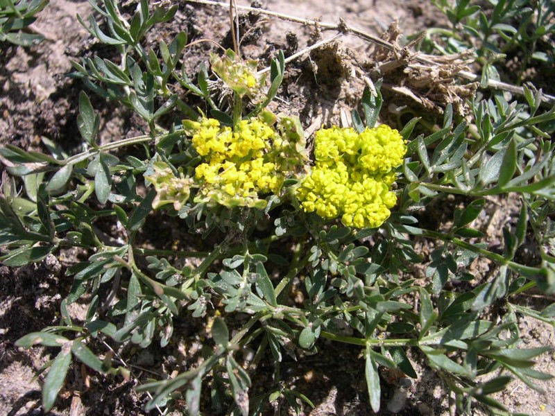 Cous Biscuitroot photo 3