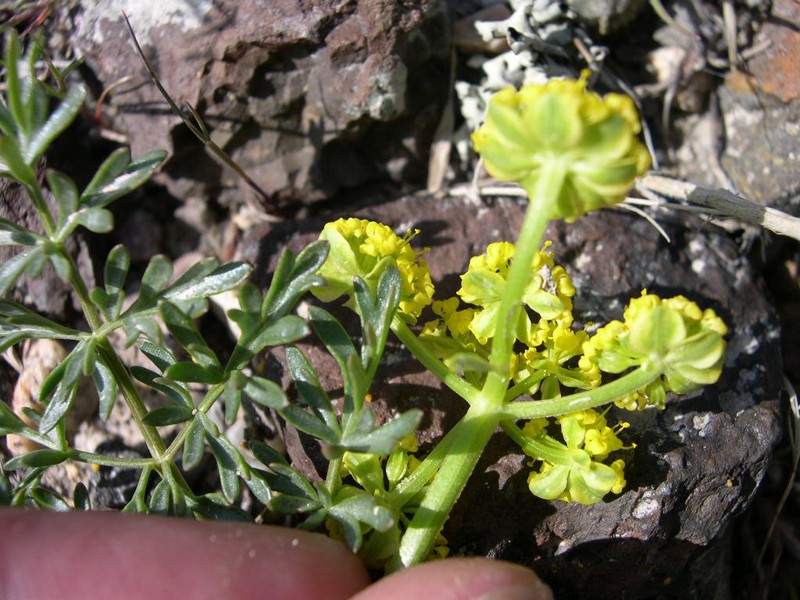 Cous Biscuitroot photo 4