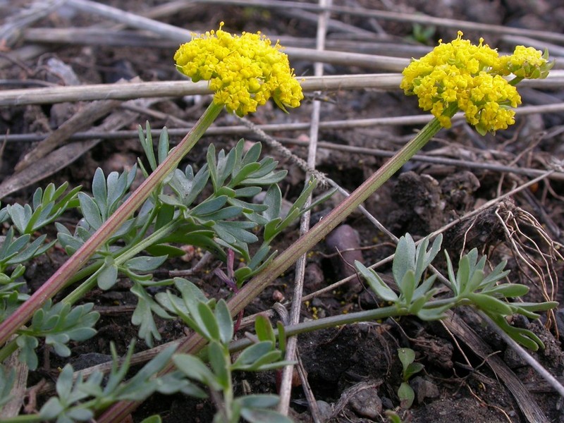 Cous Biscuitroot