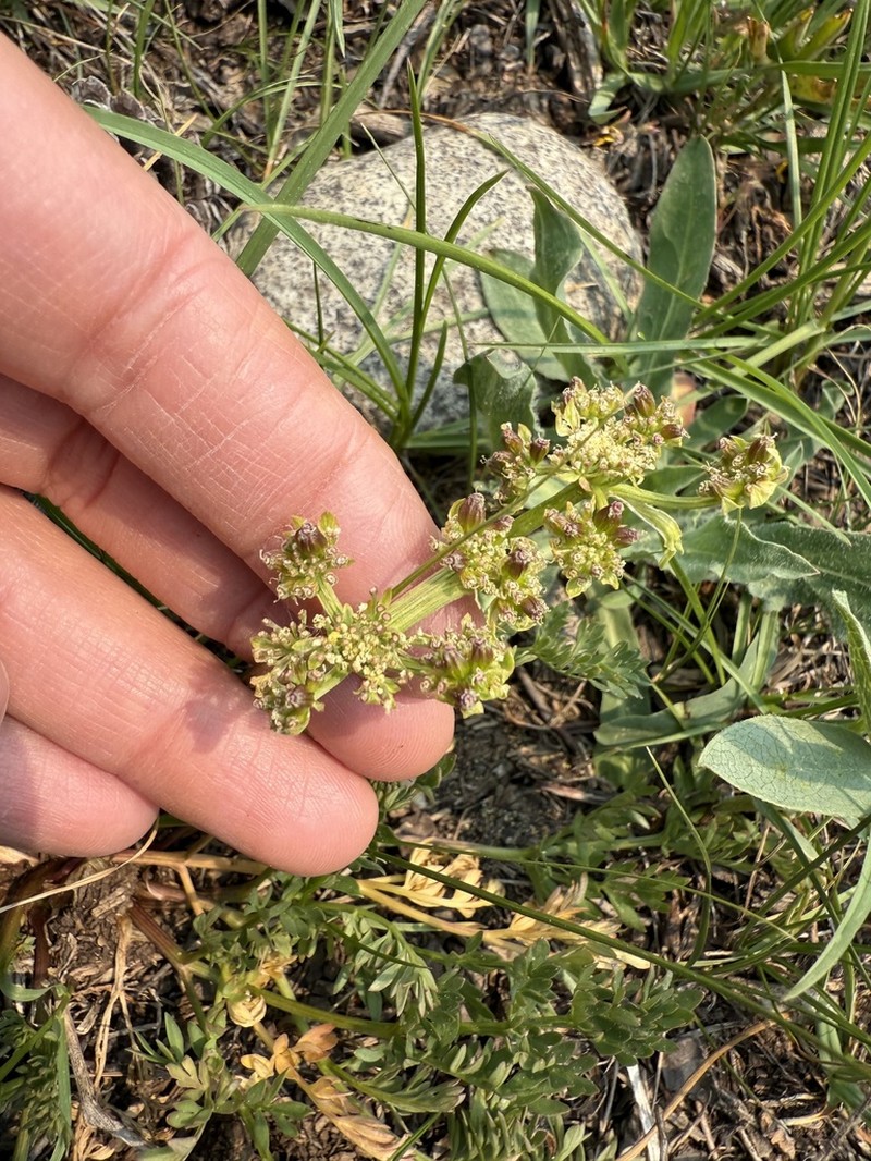 Cous Biscuitroot photo 3