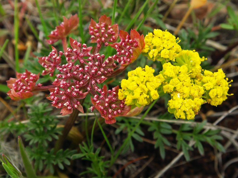 Cous Biscuitroot photo 5