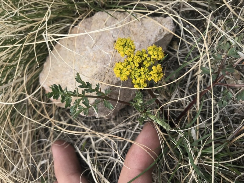Cous Biscuitroot photo 8