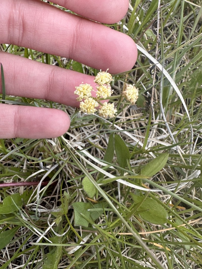 Cusick's Biscuitroot